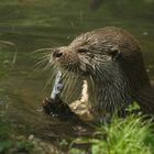 Lutscher für Otter