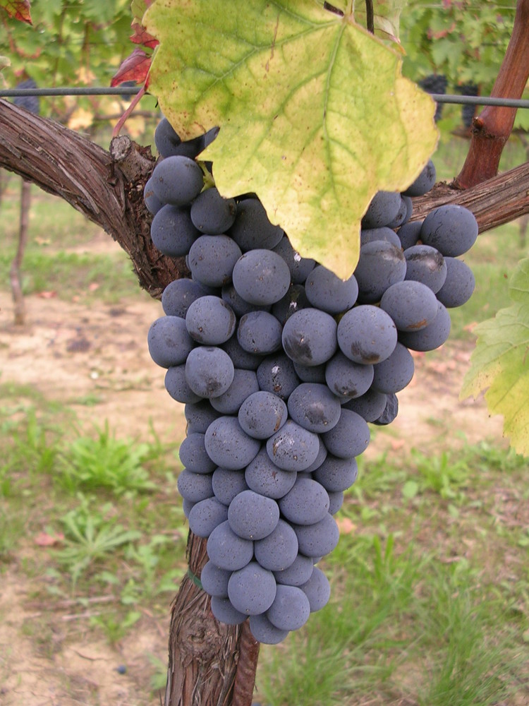 l'uva del sangiovese di romagna