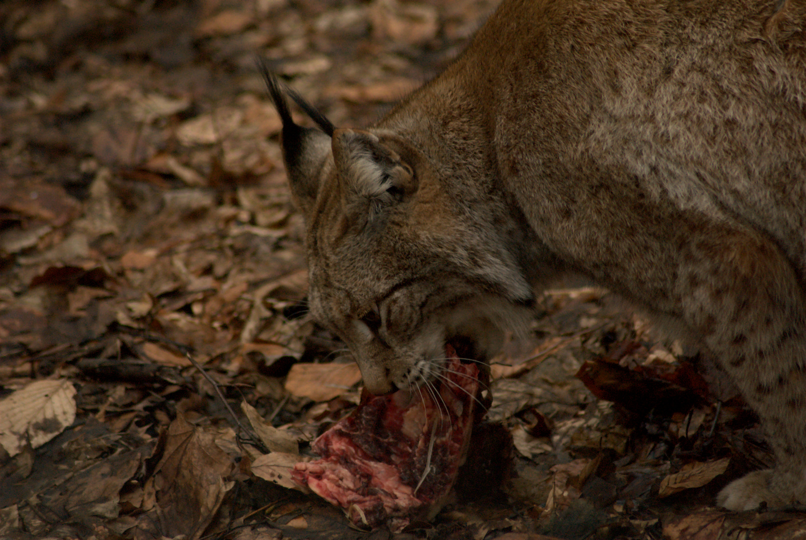 Lux im Tierpark Zittau