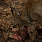 Lux im Tierpark Zittau