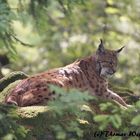 Lux Nationalpark Bayerischer Wald