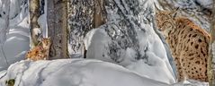 LUX-us KINO im Nationalpark Bayerischer Wald