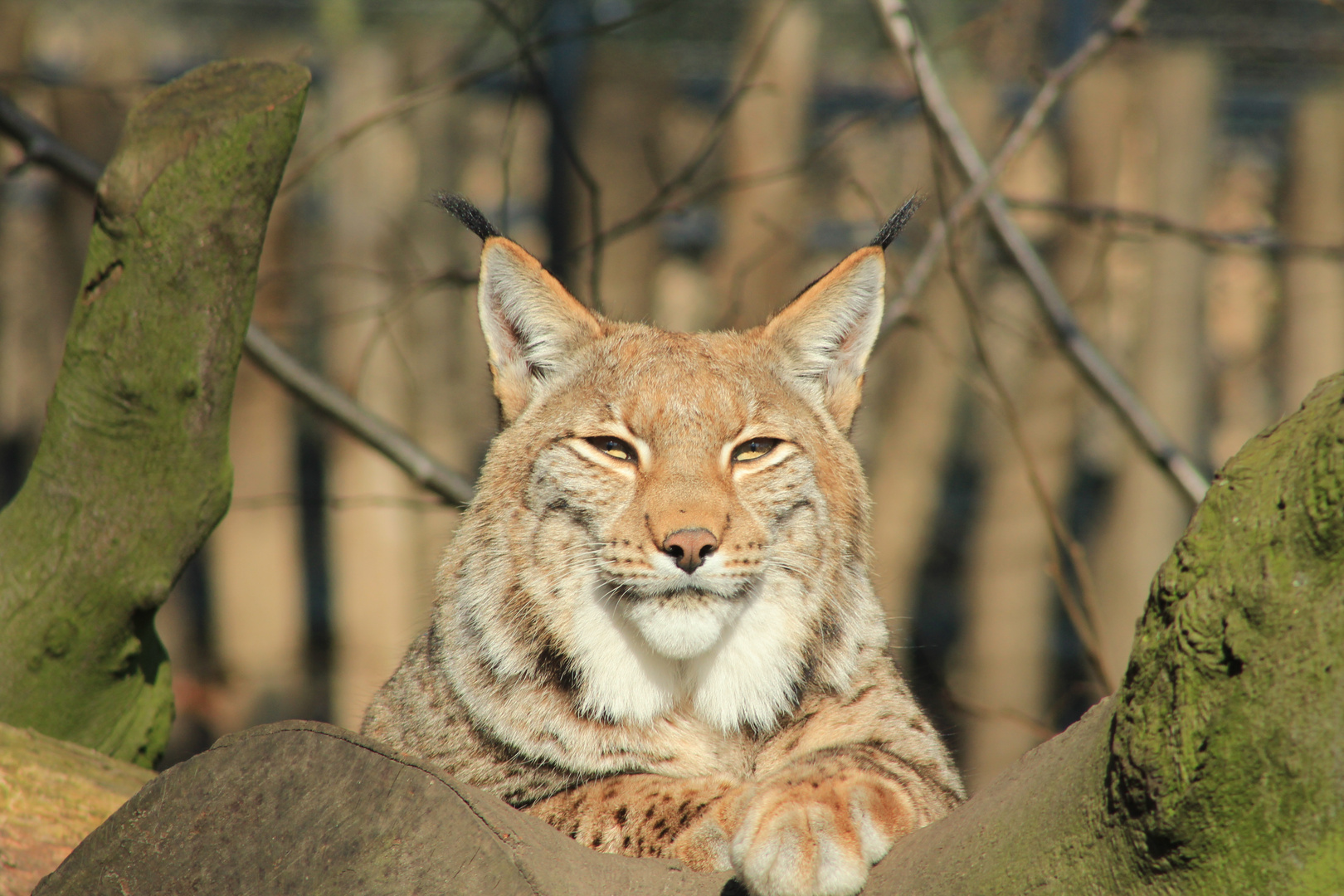 Lux Zoo Duisburg