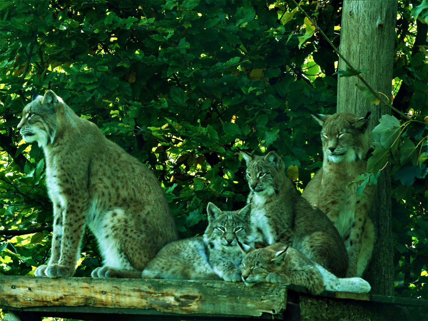 Luxe Foto & Bild | tiere, zoo, wildpark & falknerei, säugetiere Bilder ...