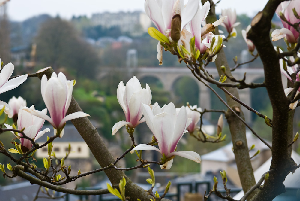 Luxembourg Citiy Spring (in Farbe)