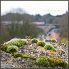 Luxembourg City Spring 2