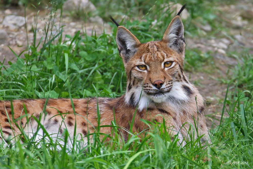 Luxus - Luchs