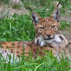 Luxus - Luchs