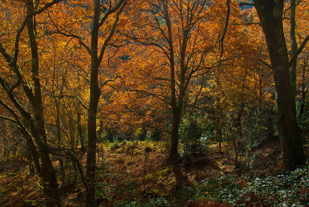 Luz de Otoño