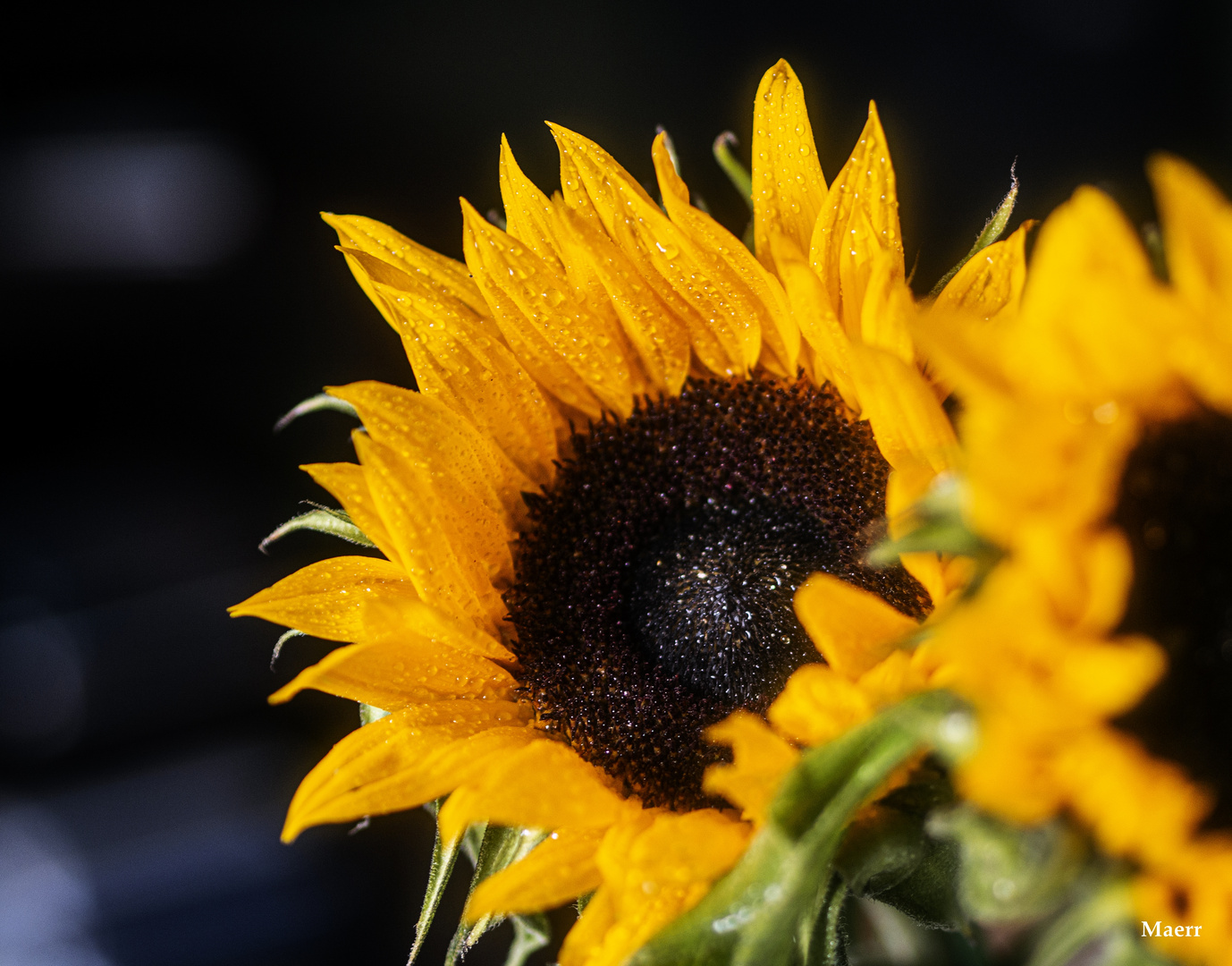 Luz de un girasol.