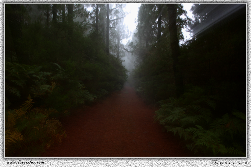 Luz en la niebla