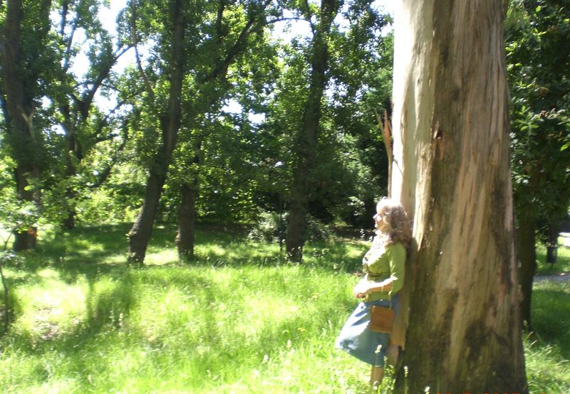 Luz no Bosque