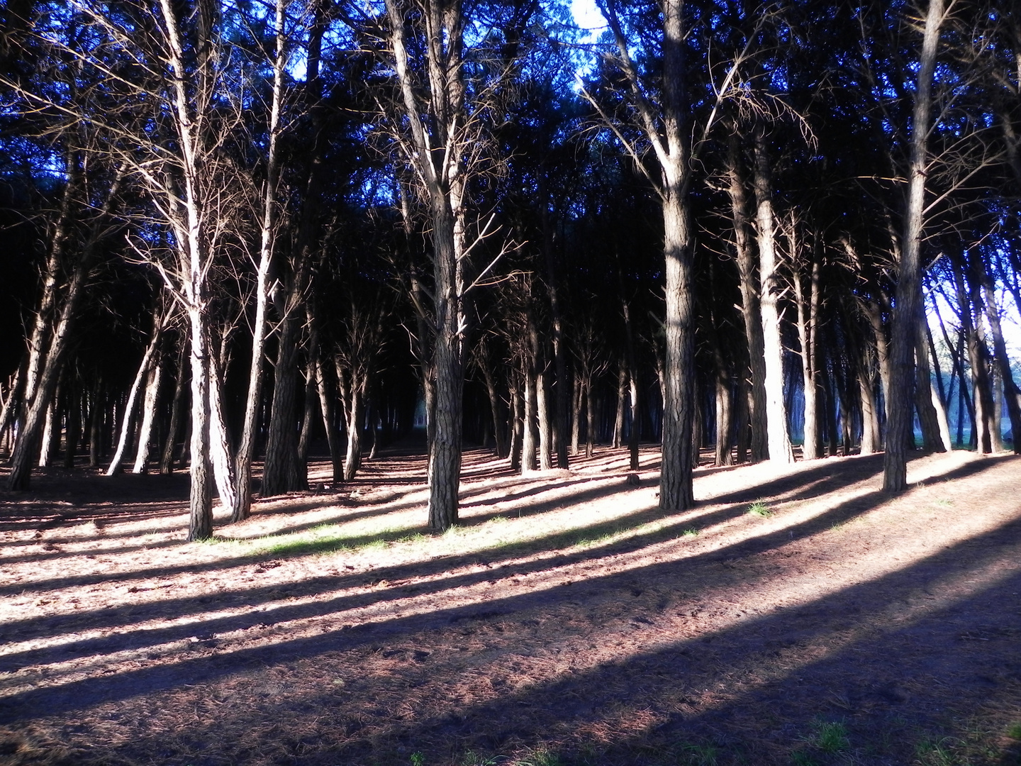 luz y sombras,bosque