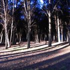 luz y sombras,bosque