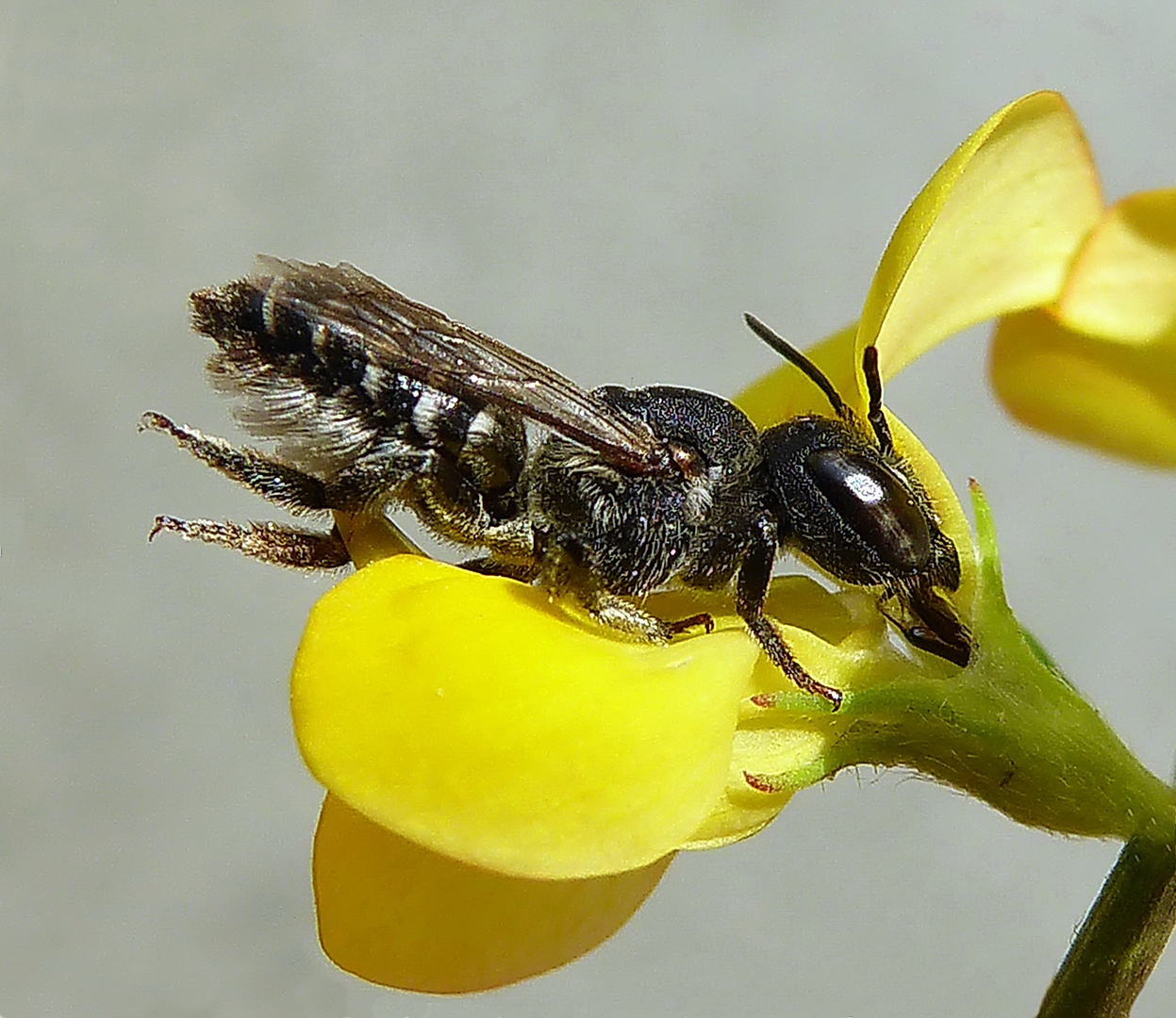 Luzerne-Blattschneiderbiene (Megachile rotundata) 