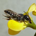 Luzerne-Blattschneiderbiene (Megachile rotundata) 