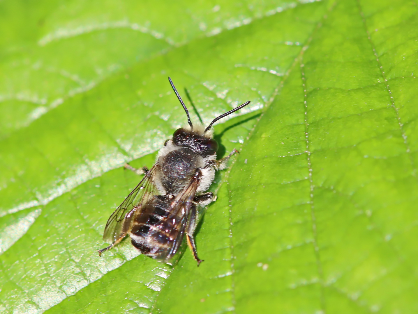 Luzerne-Blattschneiderbiene,Megachile rotundata