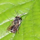 Luzerne-Blattschneiderbiene,Megachile rotundata