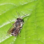 Luzerne-Blattschneiderbiene,Megachile rotundata