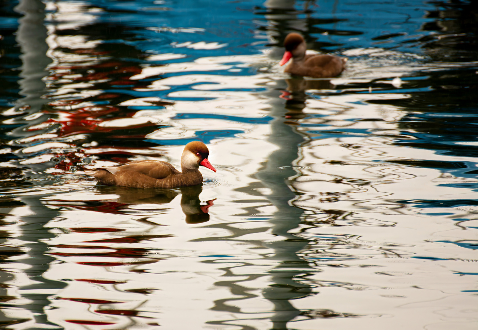 Luzerner Ente