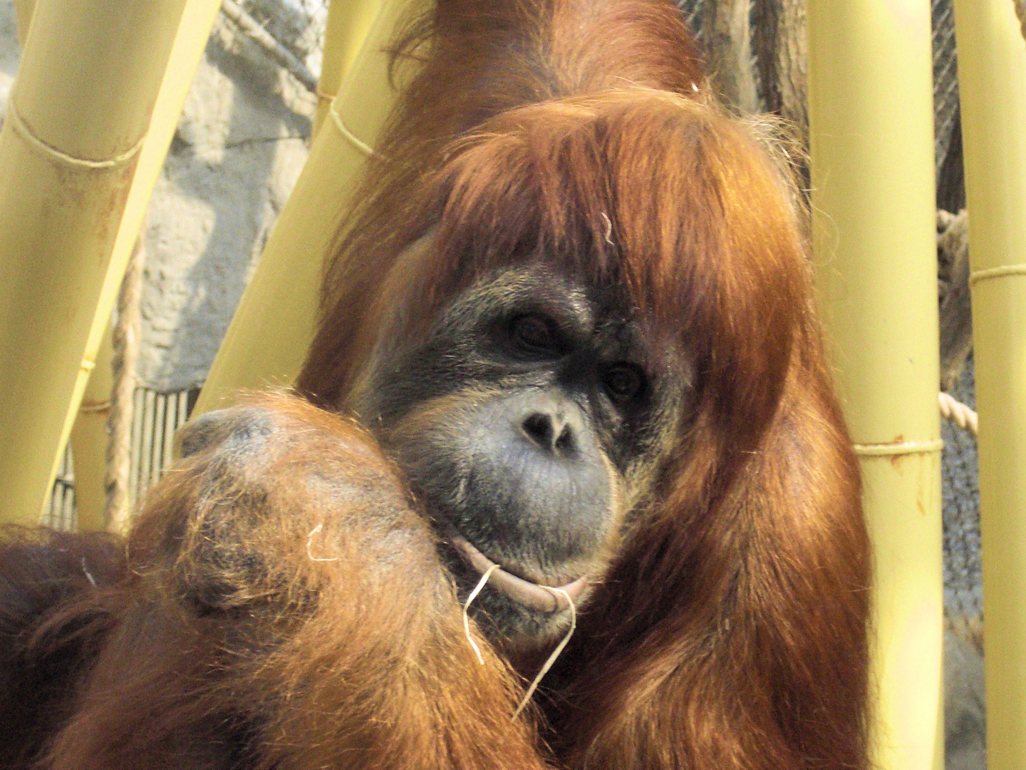 Luzi im Zoo Gelsenkirchen