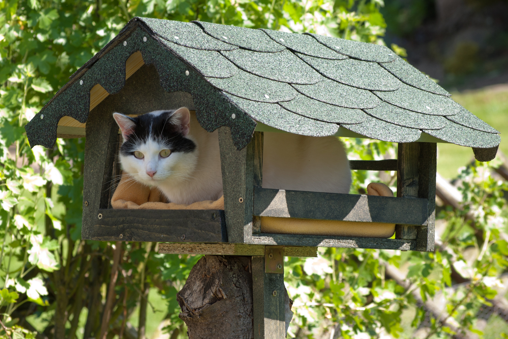 Luzie im neuen Vogelkatzenhaus