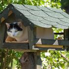 Luzie im neuen Vogelkatzenhaus