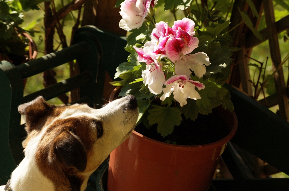 Luzie und die Blumen