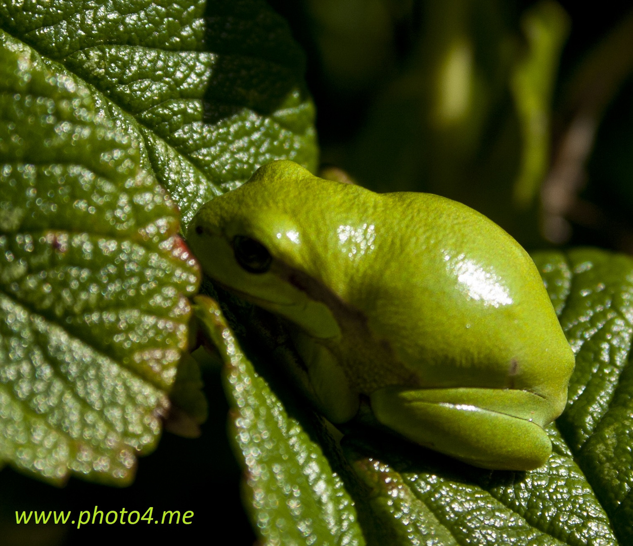 Løvfrø (Hyla arborea)