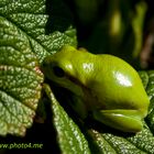 Løvfrø (Hyla arborea)