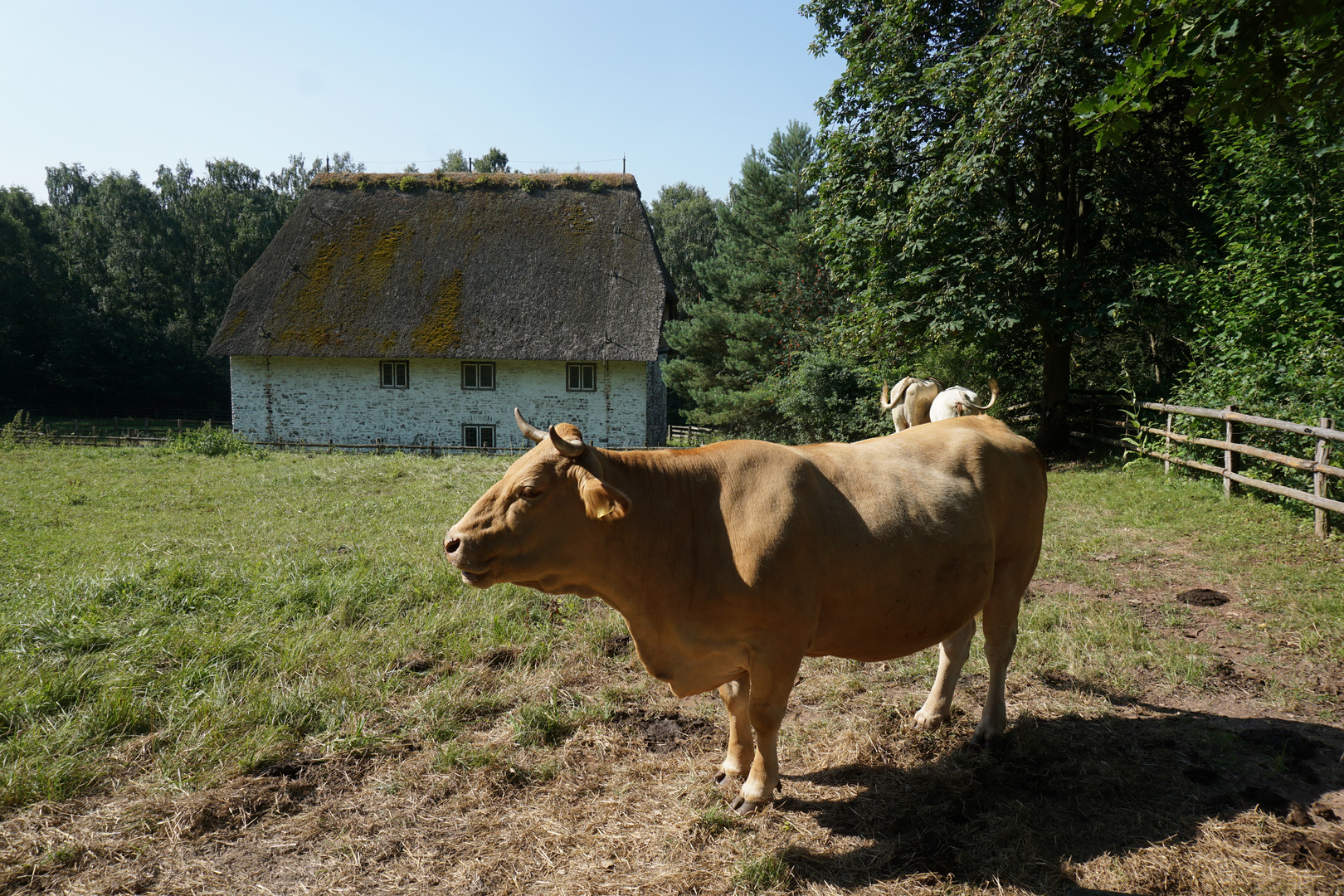 LVR Kommern (125) Max der Frauenheld