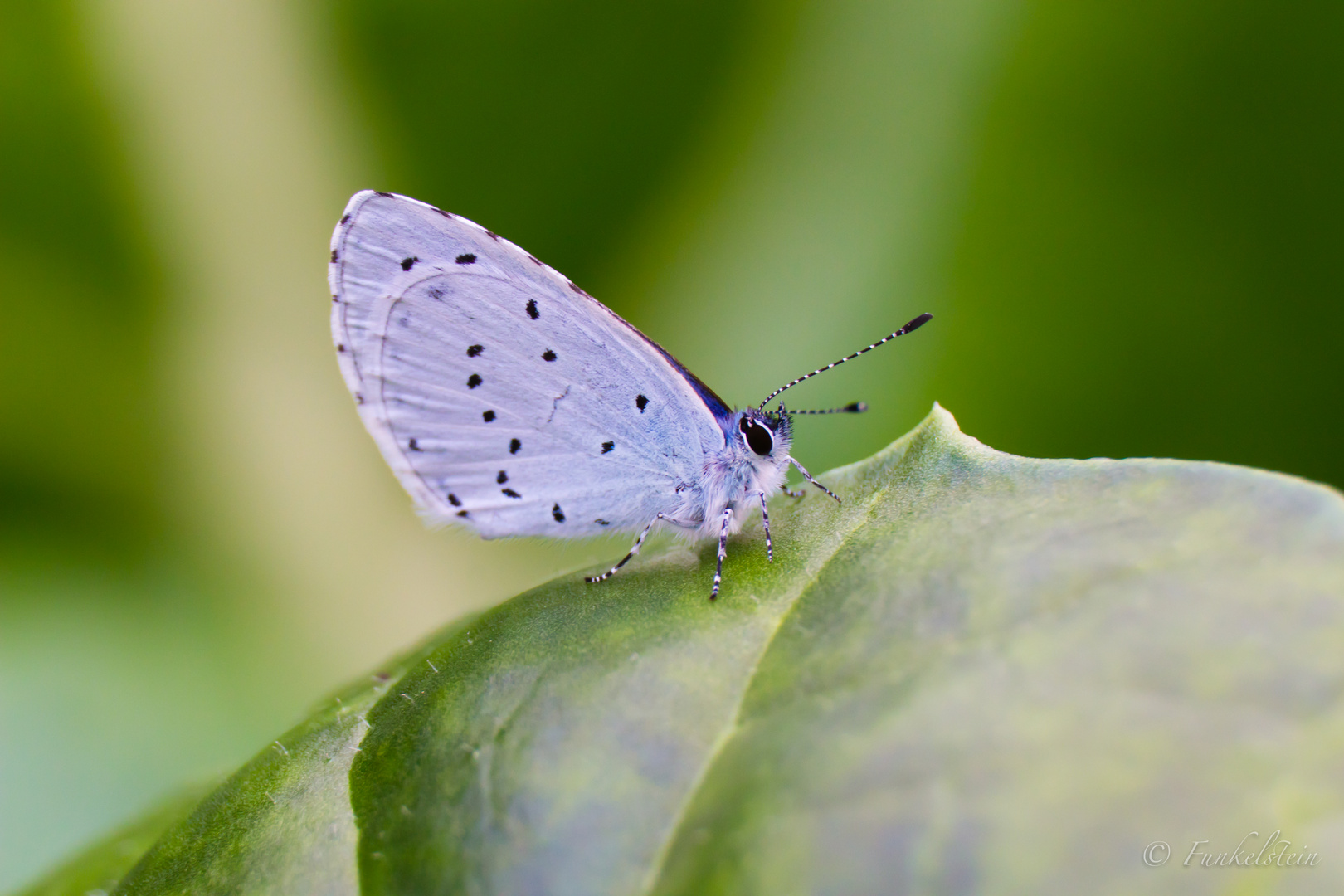 Lycaena