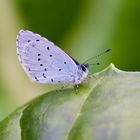 Lycaena