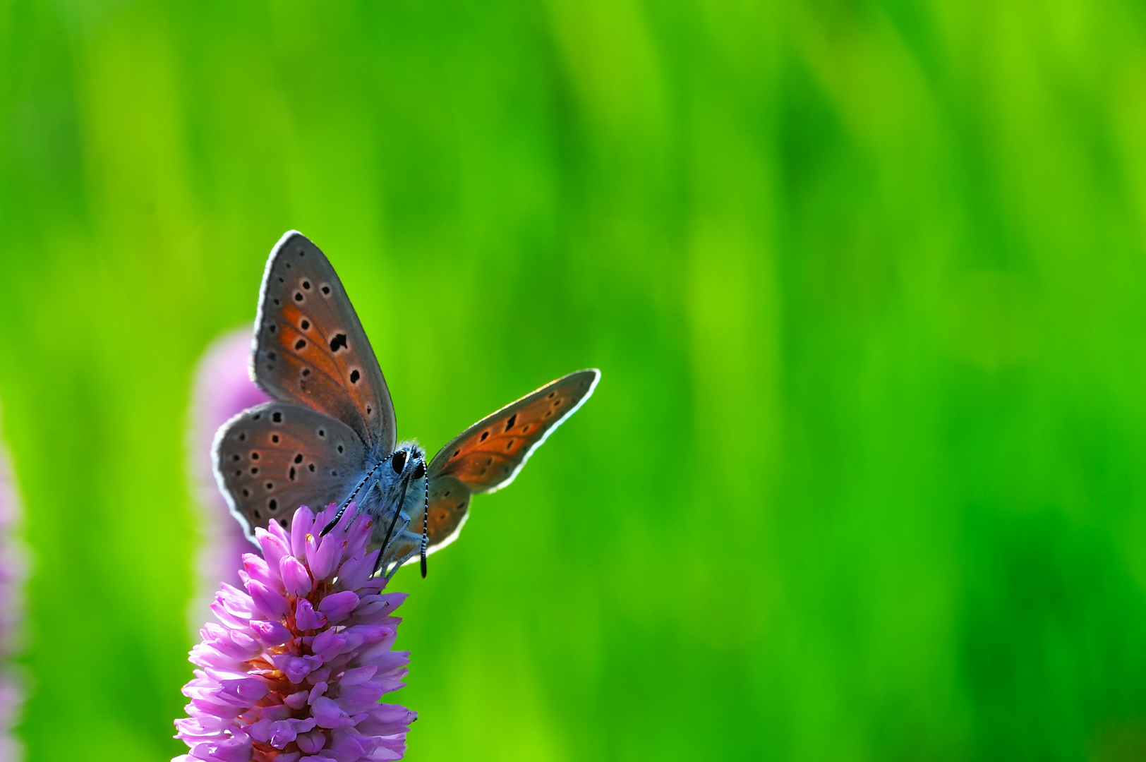 Lycaena..