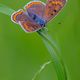 Lycaena alciphron