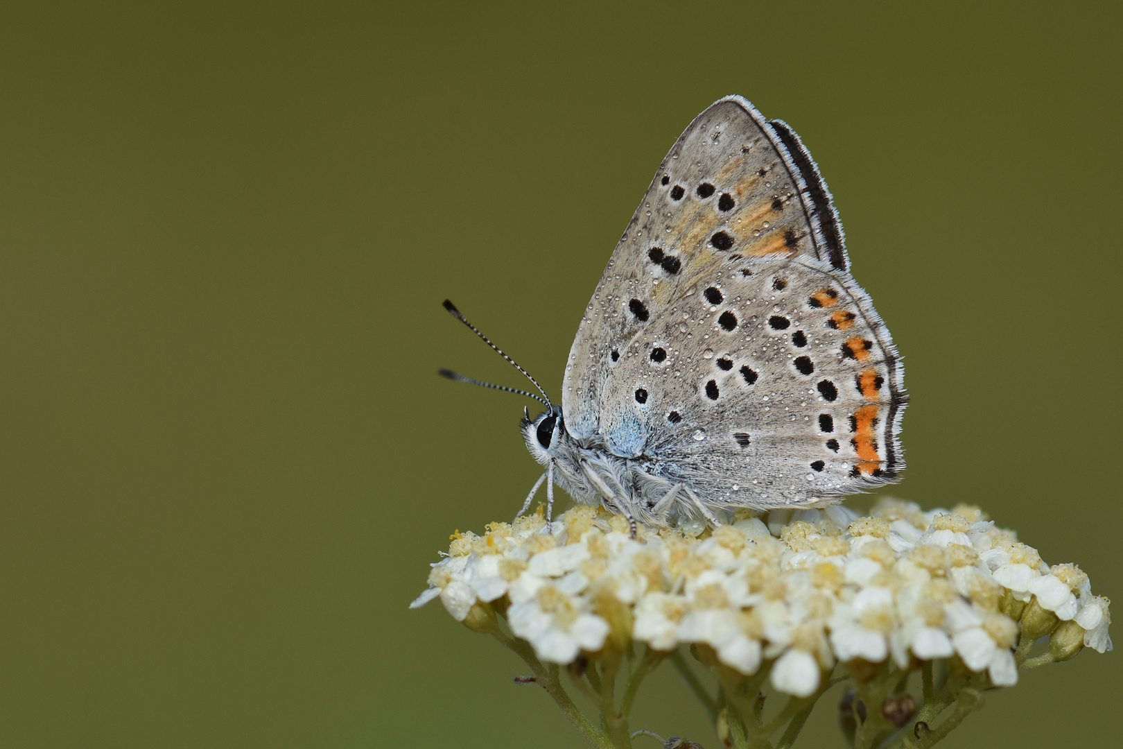 Lycaena alciphron, Purple-shot Copper