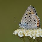 Lycaena alciphron, Purple-shot Copper