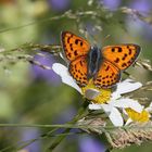 Lycaena alciphron ssp gordius 