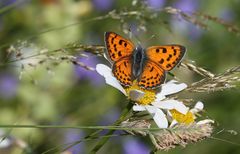 Lycaena alciphron ssp gordius 