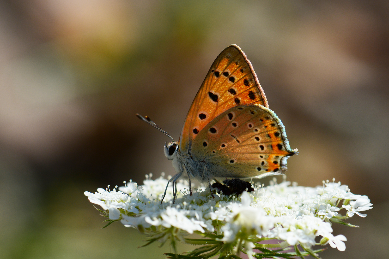 Lycaena asabinus » Anatolian Fiery Copper