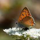 Lycaena asabinus » Anatolian Fiery Copper