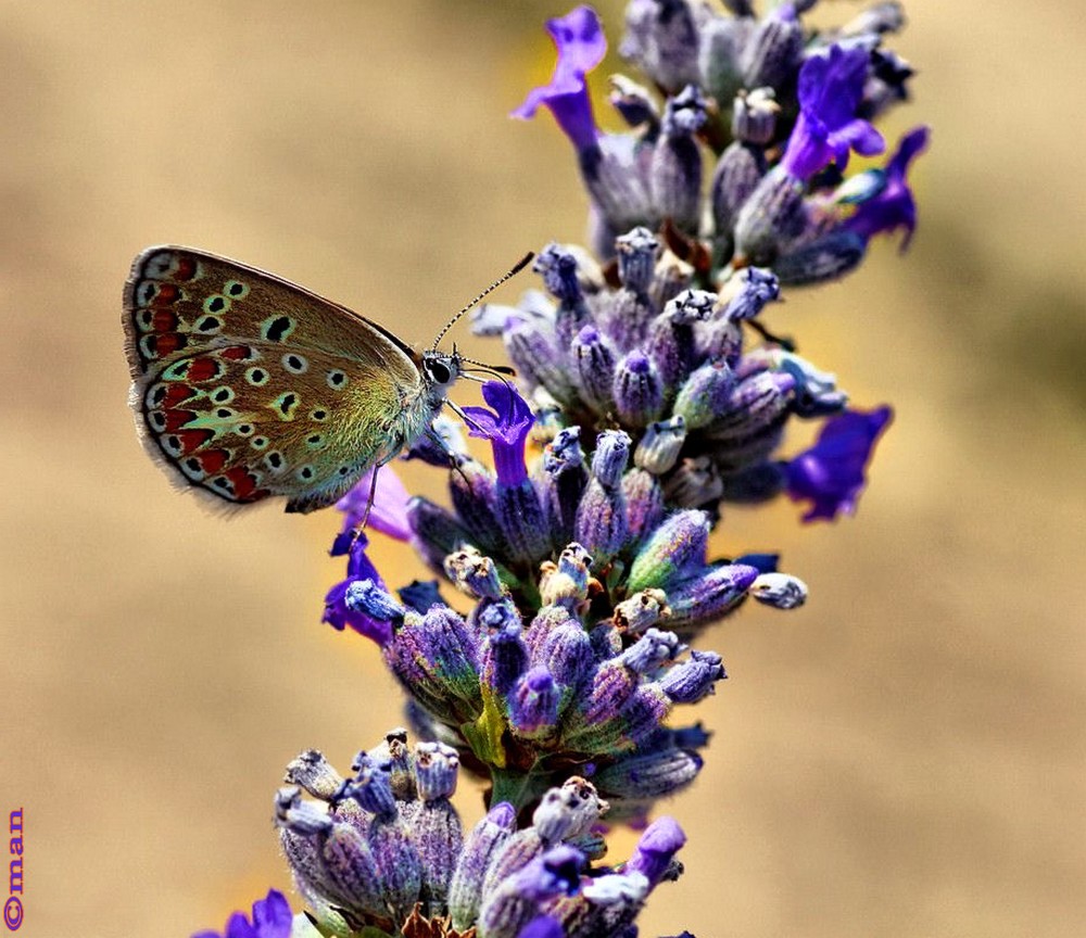 Lycaena Bavius Italiana su fiore di Lavanda