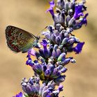 Lycaena Bavius Italiana su fiore di Lavanda