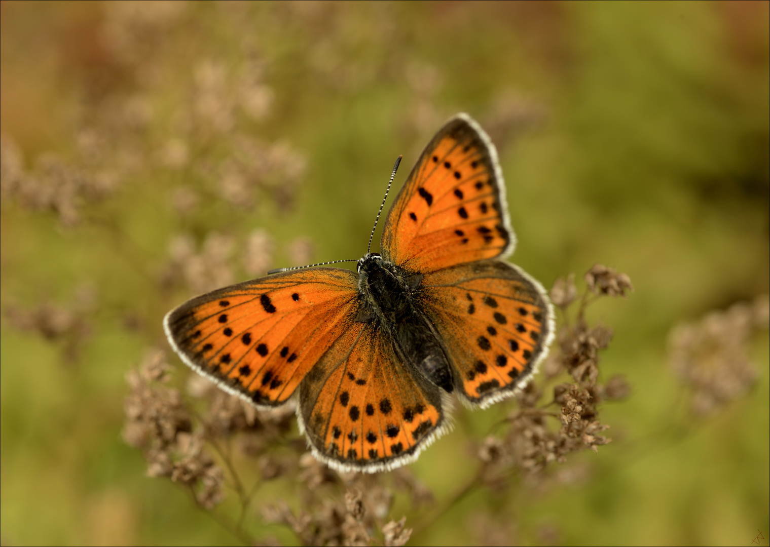 Lycaena candens Foto & Bild world, natur, insekten Bilder auf