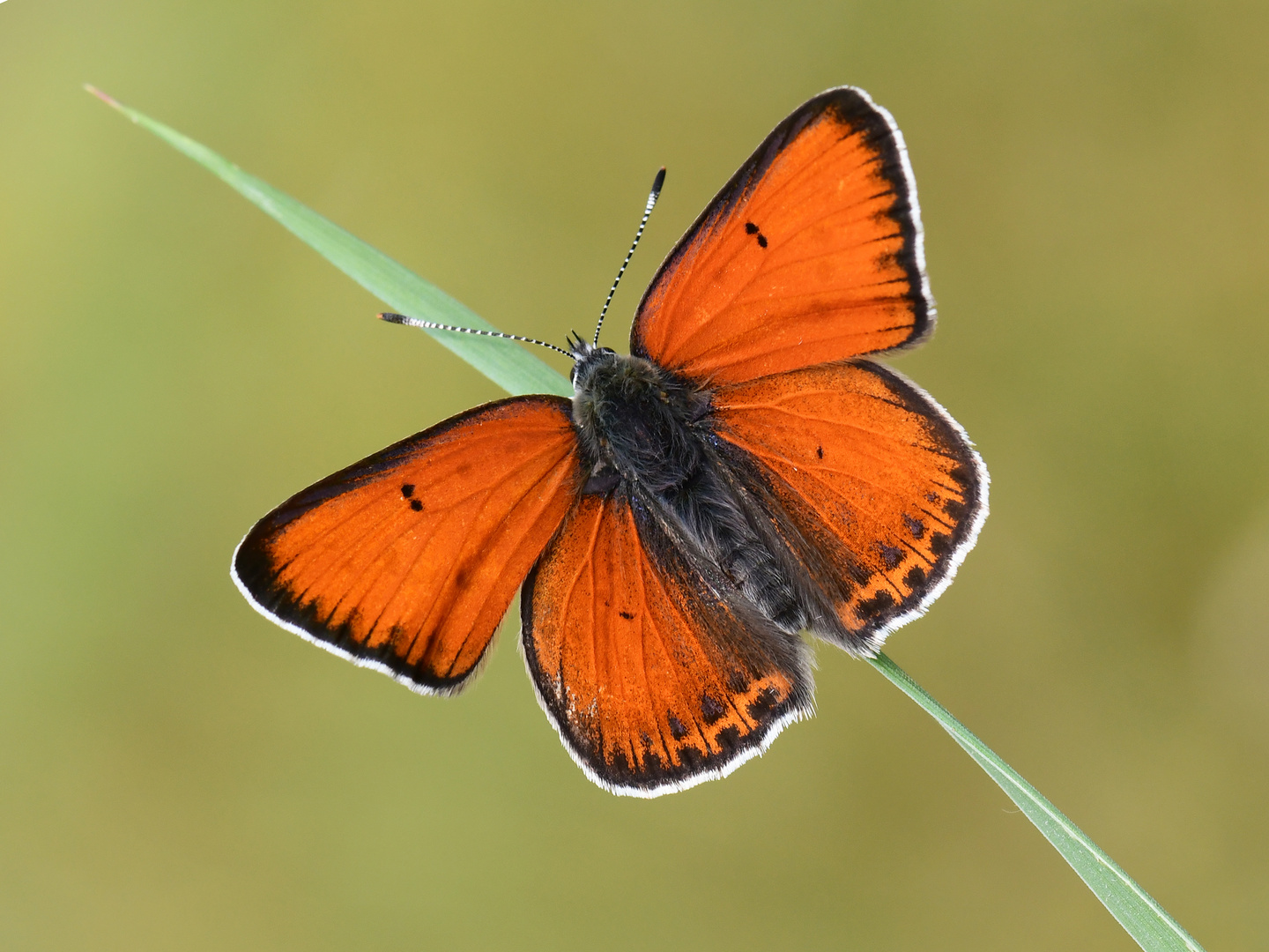 Lycaena candens