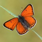 Lycaena candens