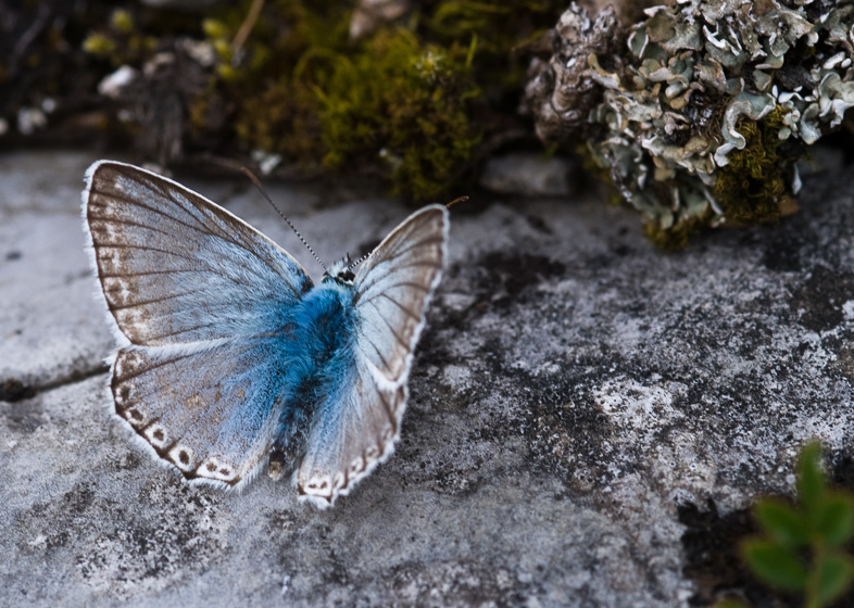 Lycaena coridon aus der Familie der Bläulinge