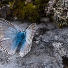 Lycaena coridon aus der Familie der Bläulinge