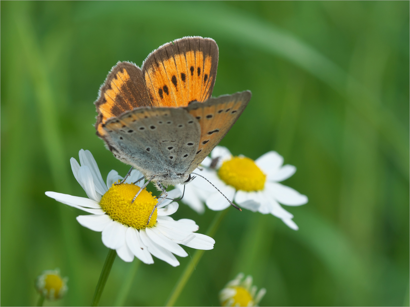 Lycaena dispar