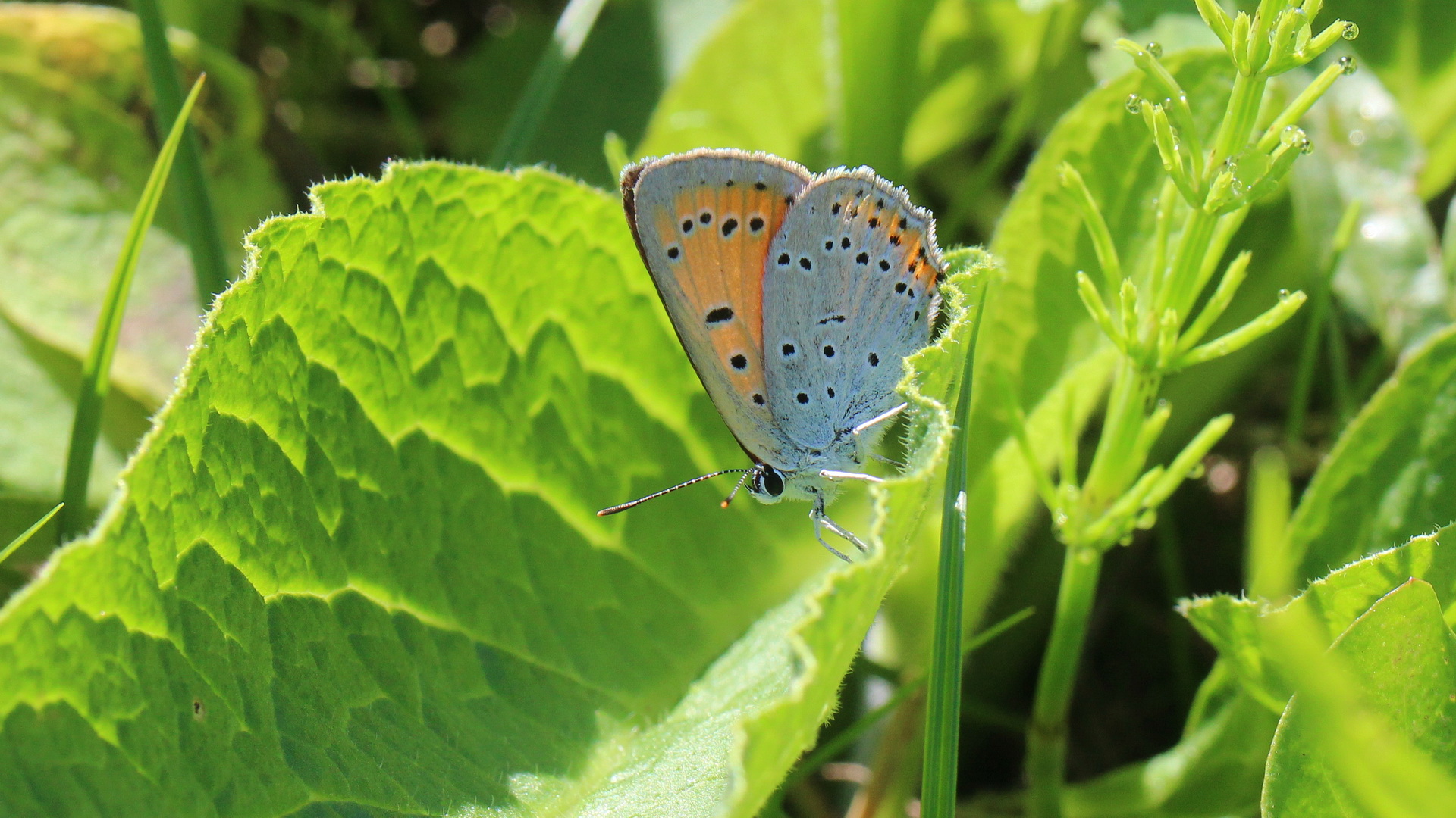 Lycaena dispar